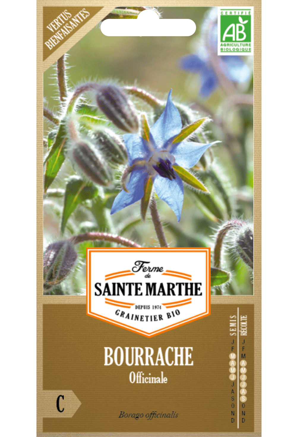 Bourrache Officinale