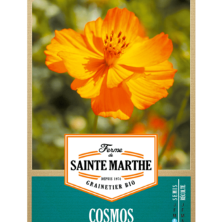 Cosmos Sulphureus Varié