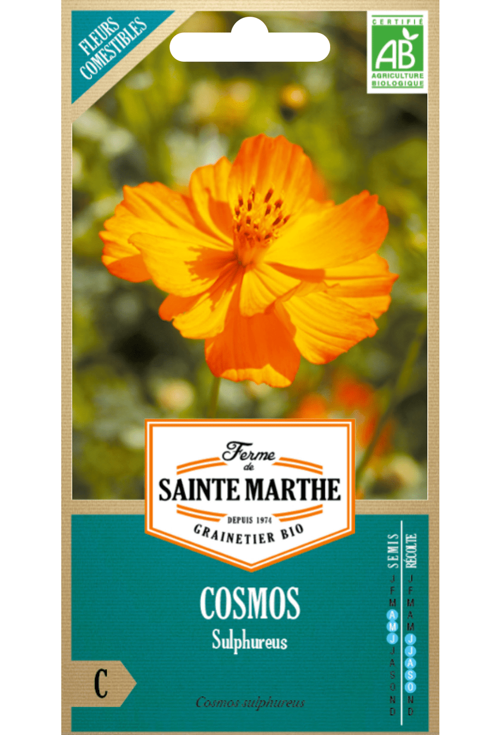 Cosmos Sulphureus Varié