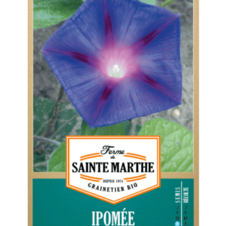 Ipomée Pourpre