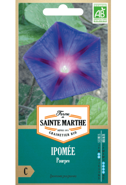 Ipomée Pourpre