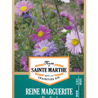 Reine Marguerite à Fleur Simple Variée