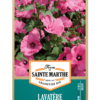 Lavatère Annuelle