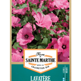 Lavatère Annuelle