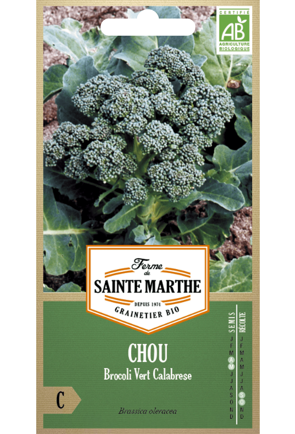 Chou Brocoli Vert Calabrese Natalino