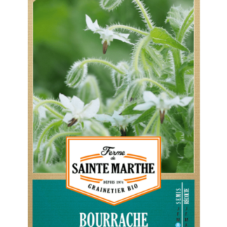 Bourrache Blanche