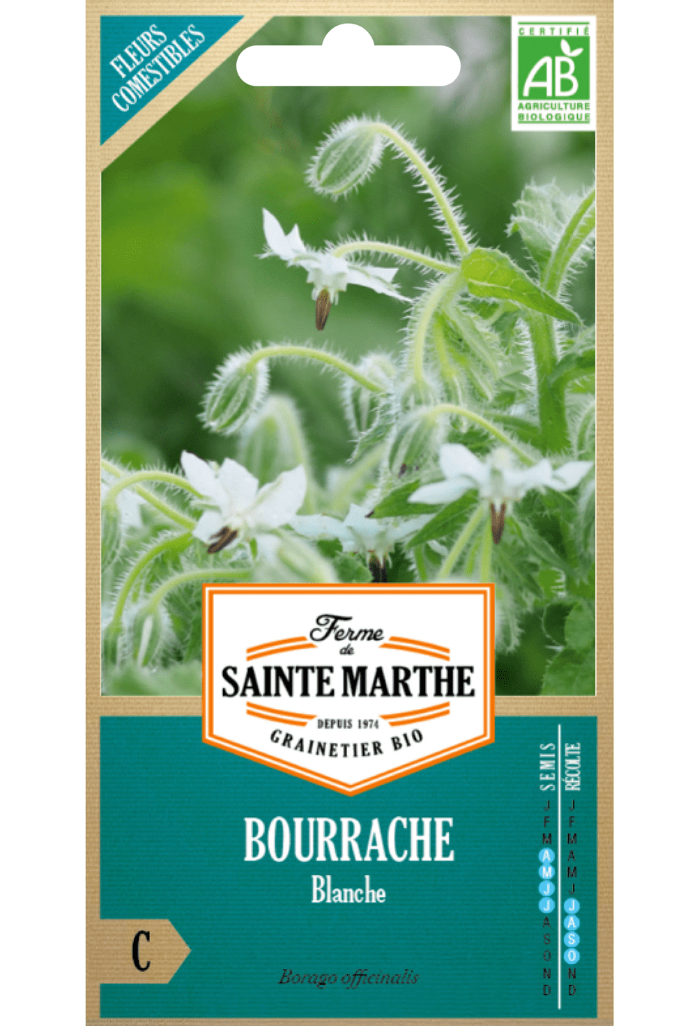 Bourrache Blanche