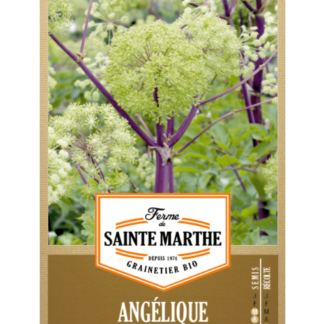 Angélique Officinale