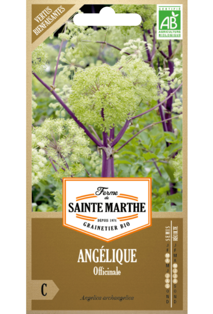 Angélique Officinale