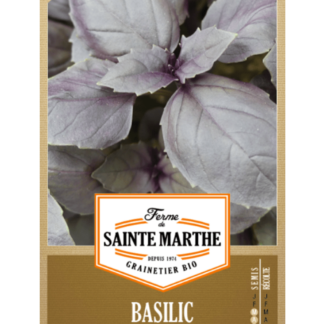 Basilic Pourpre