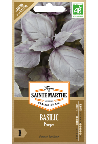 Basilic Pourpre