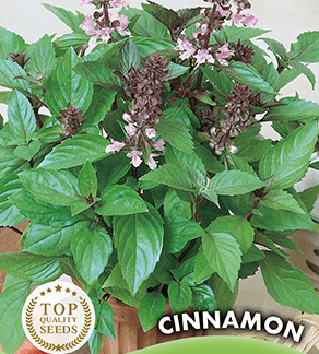 H.G.C.P. Germisem Basilic Cannelle Cinnamon