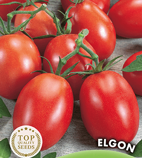 H.G.C.P. Germisem Tomate Elgon