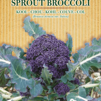 H.G.C.P. Germisem bio Chou Brocoli Purple Sprouting